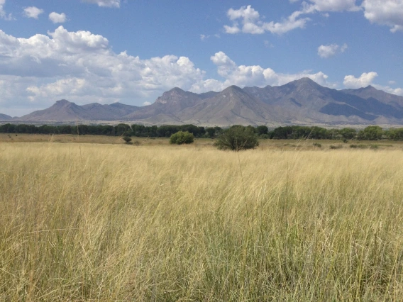 Sacaton Grasslands Photo: Holly Richter